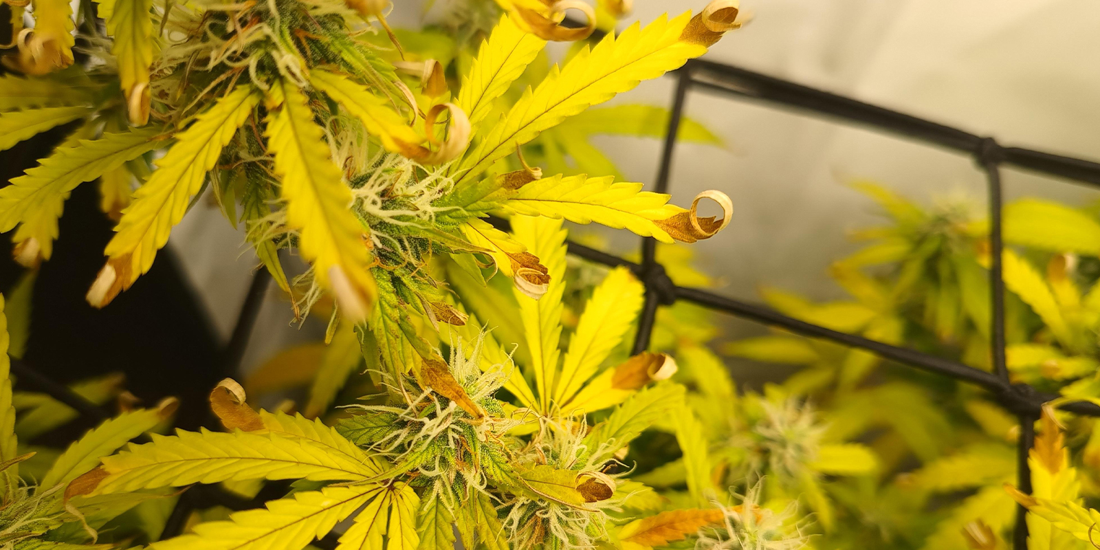 Stres z&nbsp;intenzivn&iacute;ho světla / sp&aacute;len&iacute; teplem