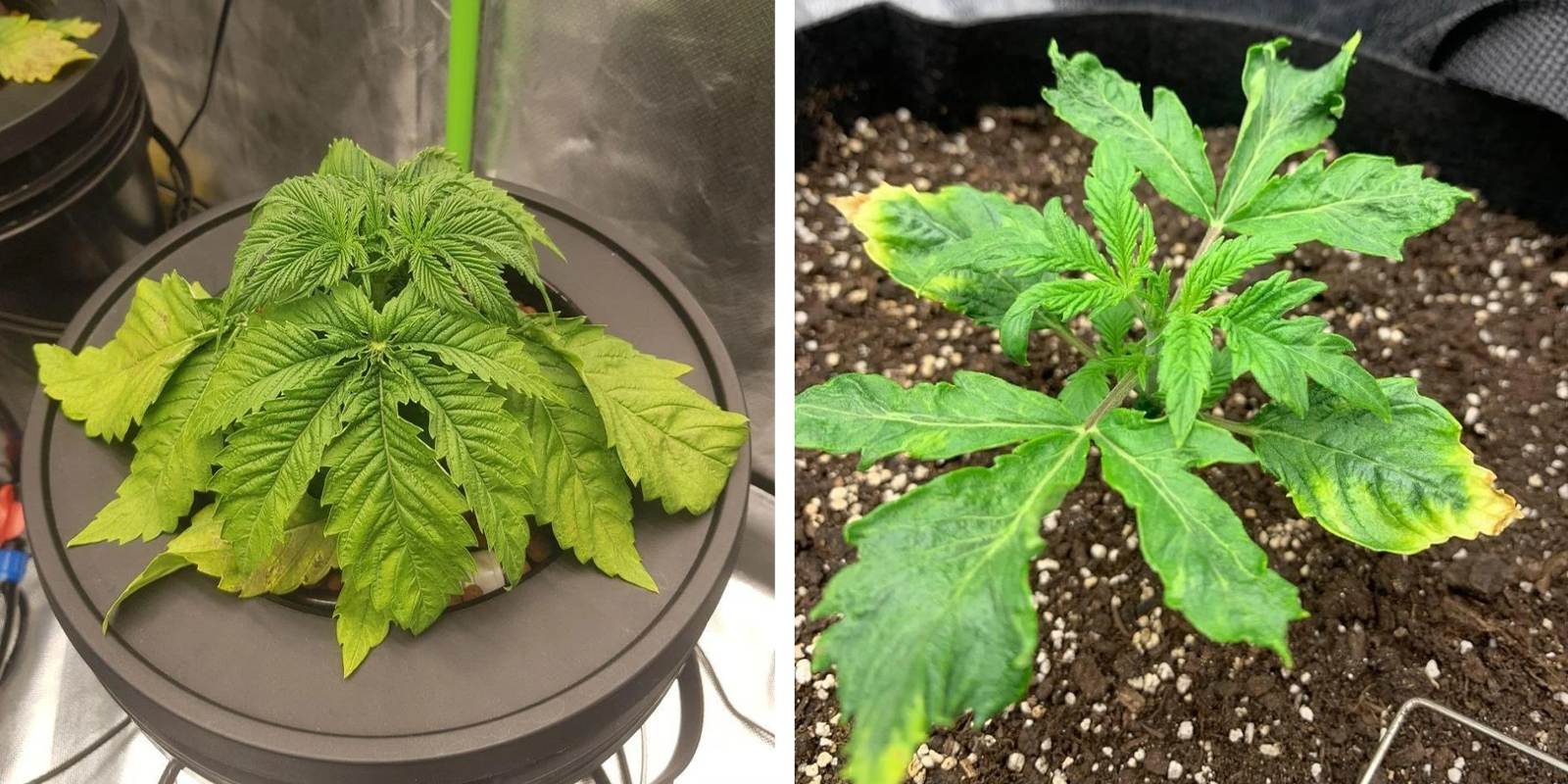 Přemokřen&iacute; a stres kořenů