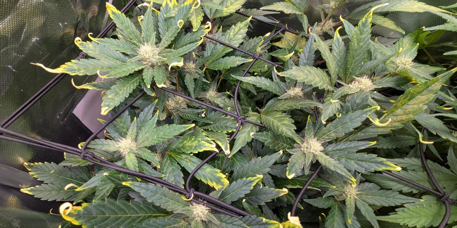 Kdy se zač&iacute;t znepokojovat