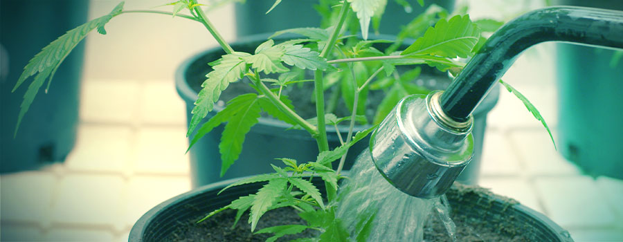 STRES ZAL&Eacute;V&Aacute;N&Iacute;M (PŘEMOKŘEN&Iacute; A NEDOSTATEK VODY)