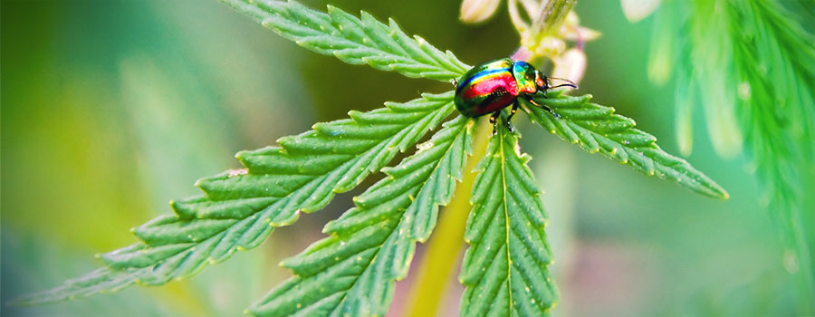 STRES ZE ŽIVIN (PŘEHNOJEN&Iacute; A NEDOSTATEK ŽIVIN)