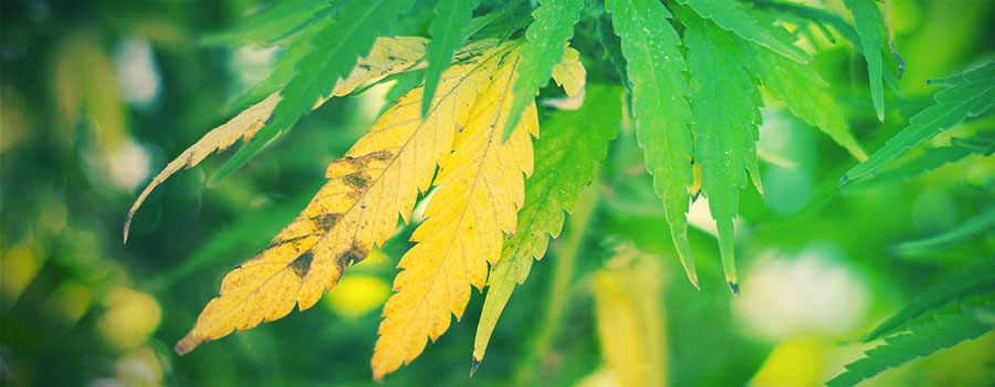  STRES ZPŌSOBEN&Yacute; PO&Scaron;KOZEN&Iacute;M PLETIV