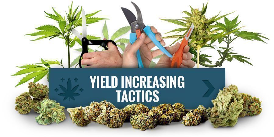 Tr&eacute;nujte sv&eacute; rostliny pro vět&scaron;&iacute; v&yacute;nosy