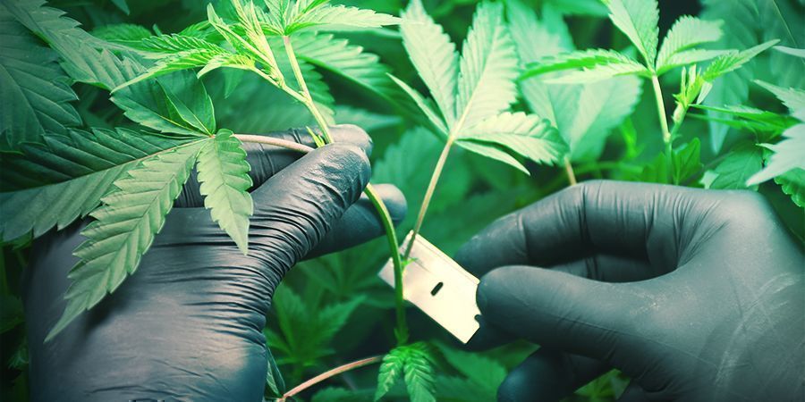 Obecn&eacute; tipy, jak u&scaron;etřit pen&iacute;ze při pěstov&aacute;n&iacute; konop&iacute;