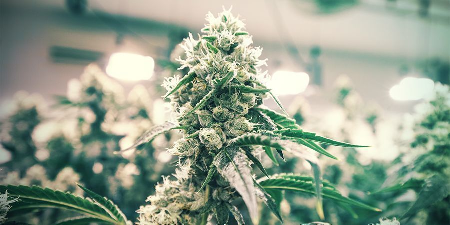 Tipy, jak u&scaron;etřit při pěstov&aacute;n&iacute; indoor