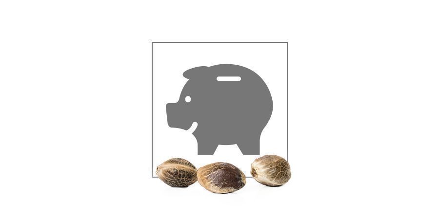 Samonakv&eacute;tac&iacute; semena