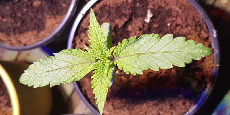 K&aacute;vov&aacute; sedlina a konop&iacute;: užitečn&eacute; hnojivo