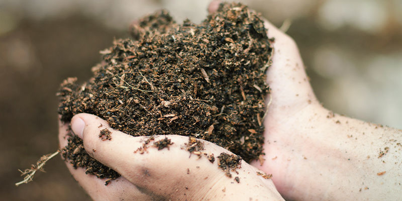 Potřebujete fulvovou nebo huminovou kyselinu k pěstov&aacute;n&iacute; konop&iacute;?