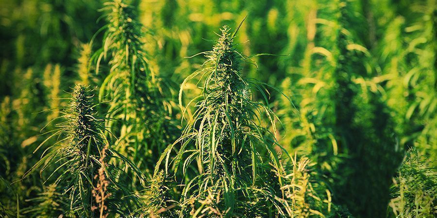 Genetika / Chemick&eacute; složen&iacute; / THC