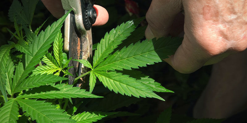 Jak předej&iacute;t zablokov&aacute;n&iacute; živin