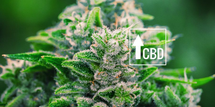 CANNABIS RUDERALIS ZMĚNILO CEL&Yacute; TRH