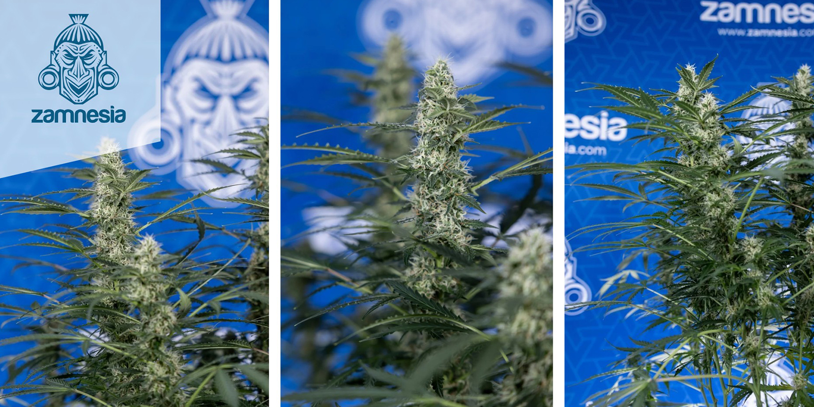 8. Blueberry Automatic (Zamnesia Seeds)