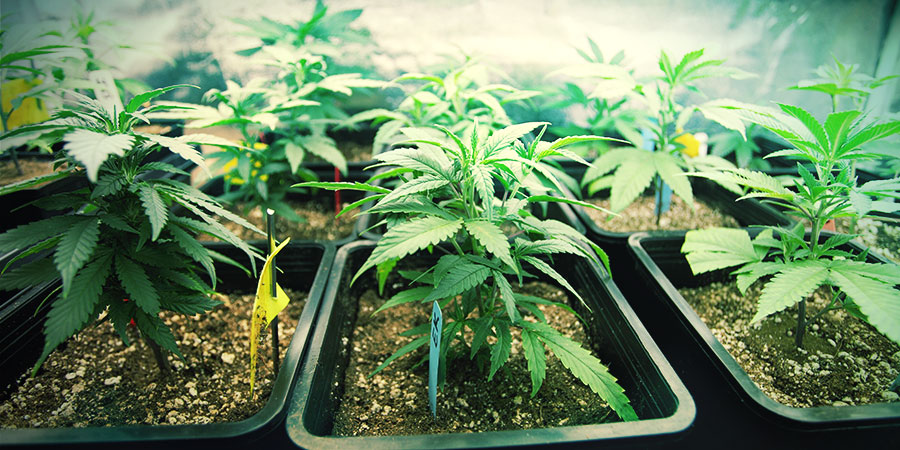 V&yacute;běr spr&aacute;vn&eacute; velikosti n&aacute;doby pro va&scaron;e rostliny