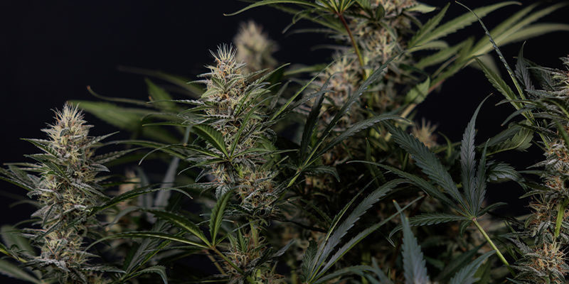 Před n&aacute;mi jsou vysok&eacute; časy: Jak vybalancovat chuť a s&iacute;lu