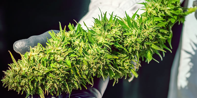 Charakteristika Skunk #1