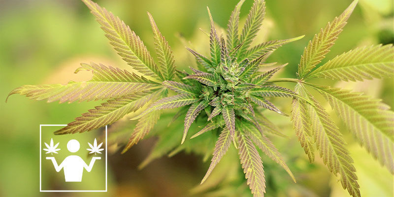 Rozd&iacute;l mezi skunkem a konop&iacute;m