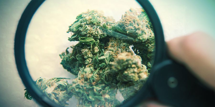 Vzhled: Zelen&aacute; vs hněd&aacute;