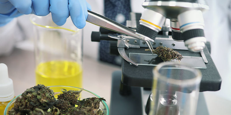 Budoucnost konop&iacute; a tr&aacute;vic&iacute;ho syst&eacute;mu