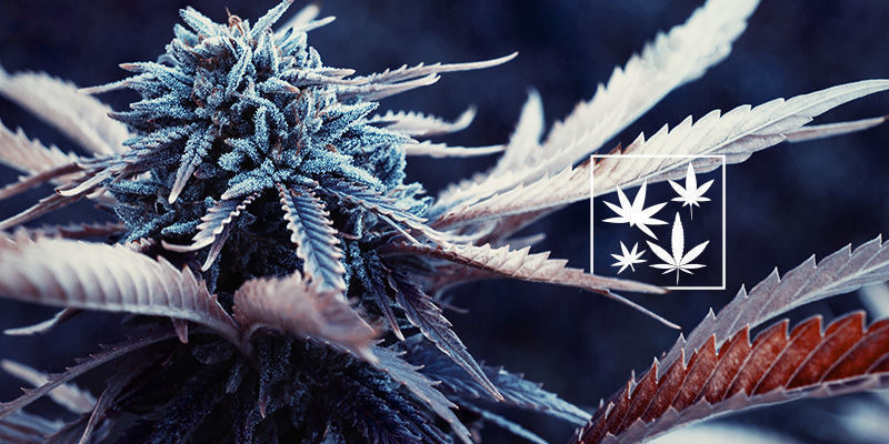 Kolik existuje Haze odrůd?