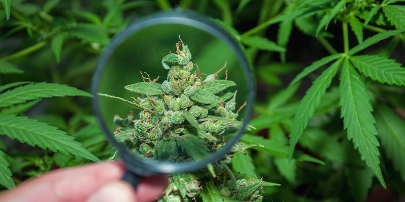 Je Haze dobr&aacute; odrůda konop&iacute;?