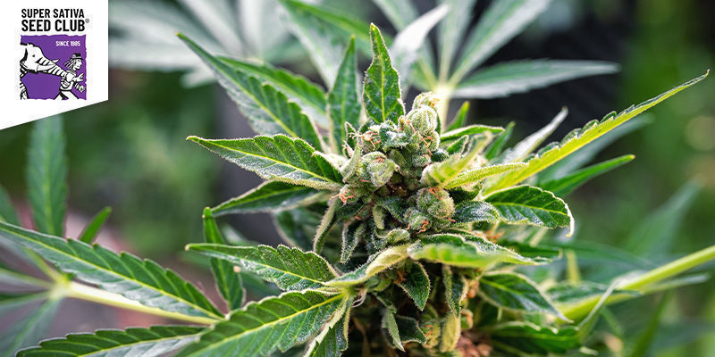 Kees&rsquo; Old School Haze (SSSC)