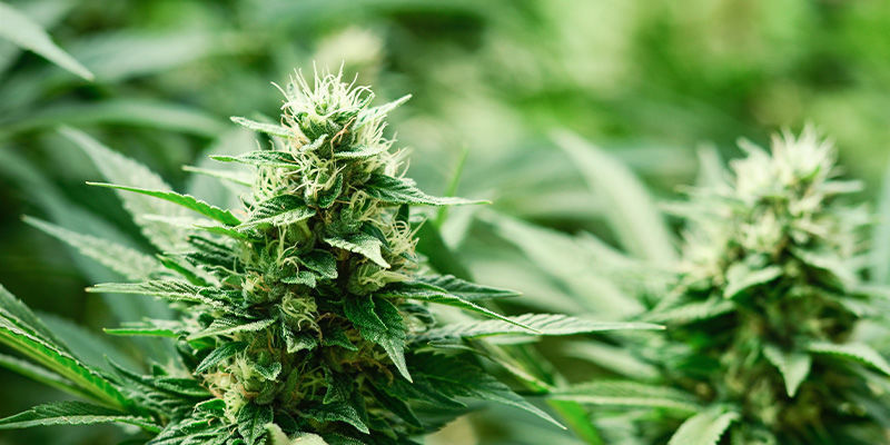 Co jsou Haze odrůdy?