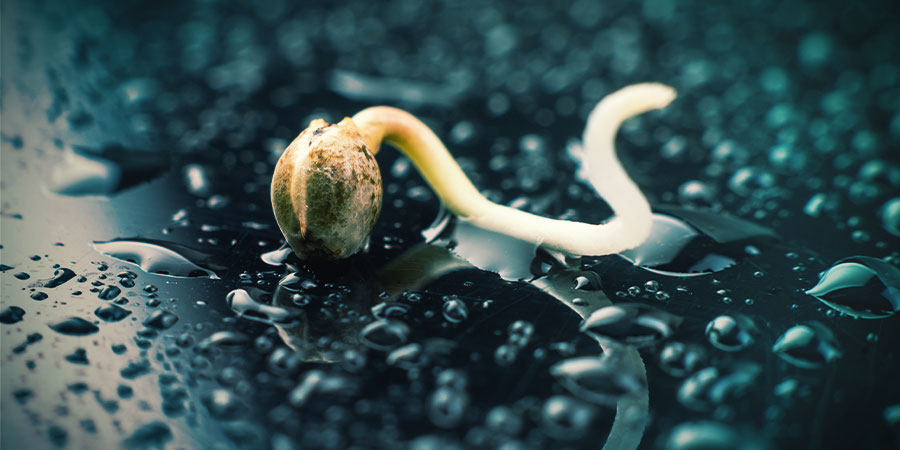 Rozjeďte svůj indoor: Kl&iacute;čen&iacute; a sazenice