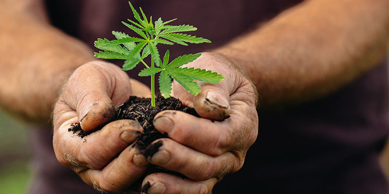 Budoucnost konop&iacute; v Evropě (a za jej&iacute;mi hranicemi)