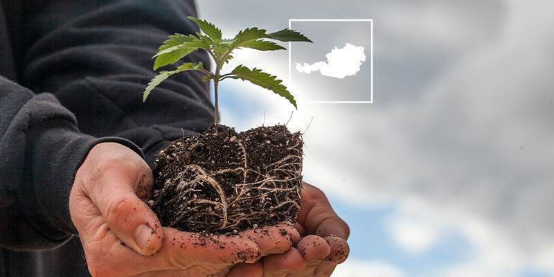 Současn&yacute; stav konop&iacute; v Rakousku