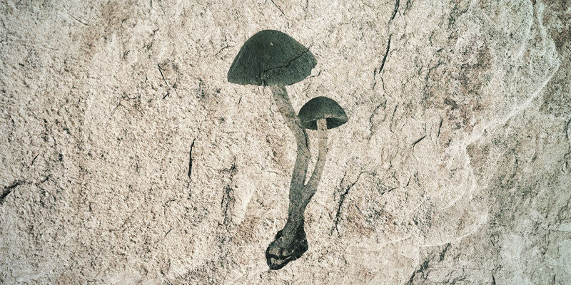 Co maj&iacute; lysohl&aacute;vky společn&eacute;ho s teori&iacute; zhulen&yacute;ch opic?