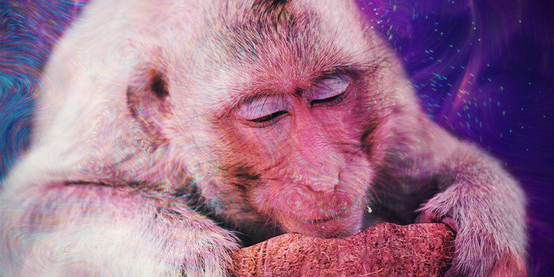 Co je teorie zhulen&yacute;ch opic?