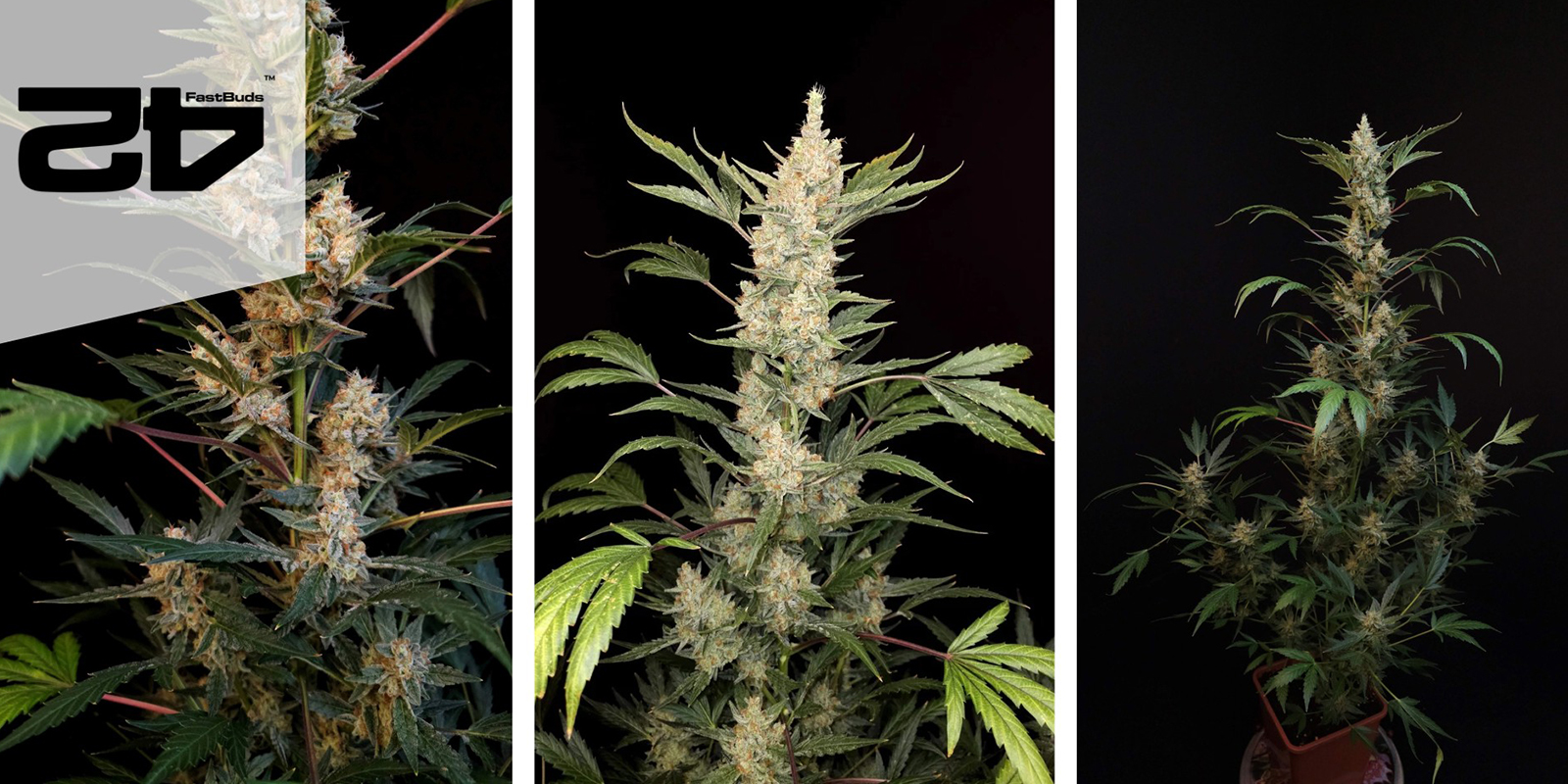 Green Crack Auto (FastBuds) feminizovan&aacute;