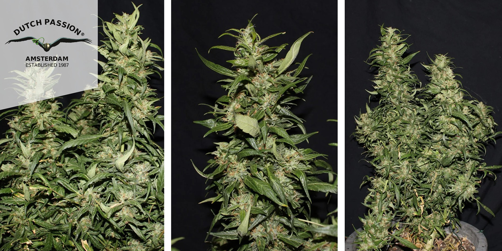 Hollands Hope (Dutch Passion) feminizovan&aacute;
