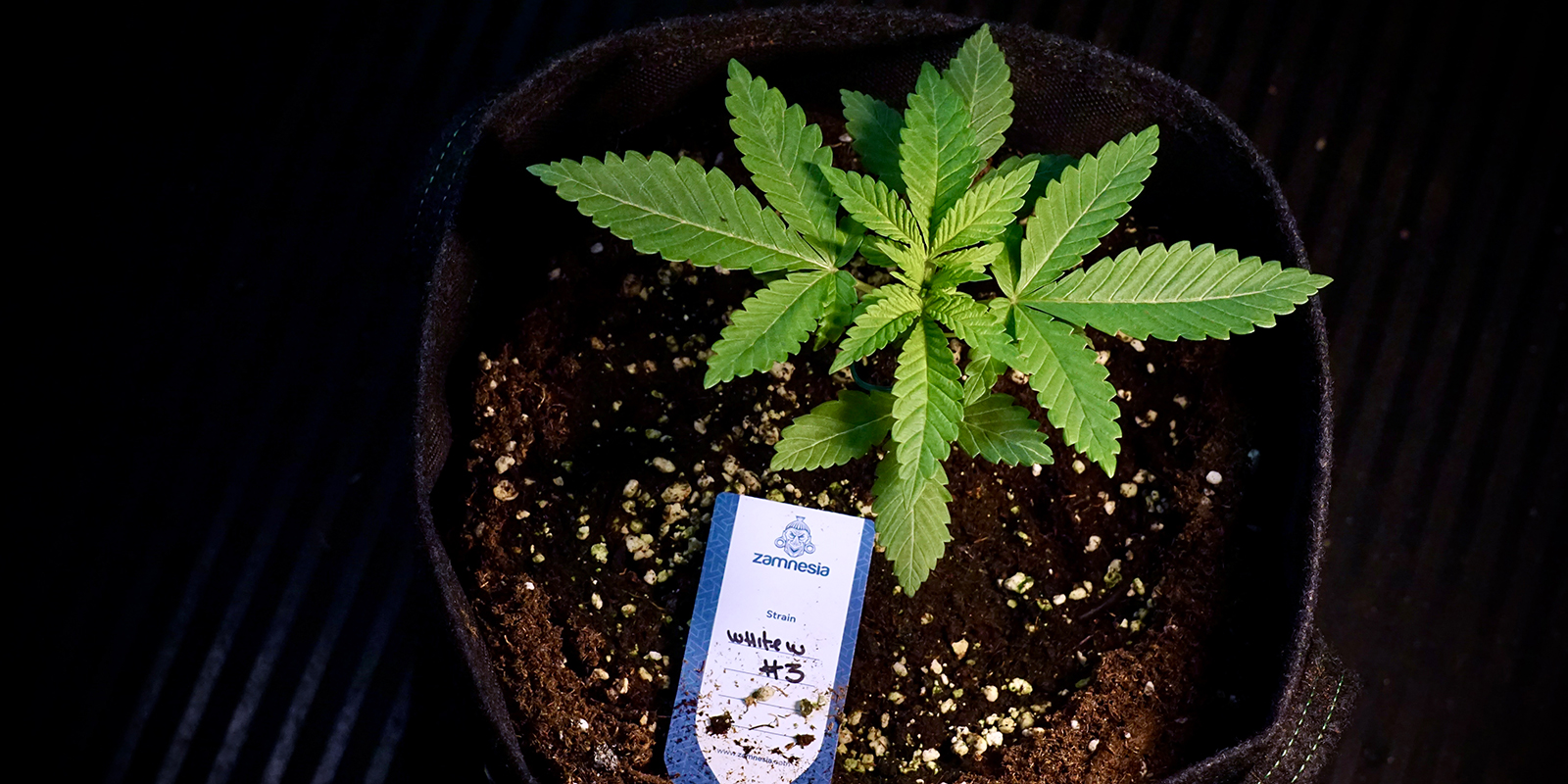 Praktick&eacute; tipy pro &uacute;spě&scaron;n&eacute; outdoor pěstov&aacute;n&iacute; v UK