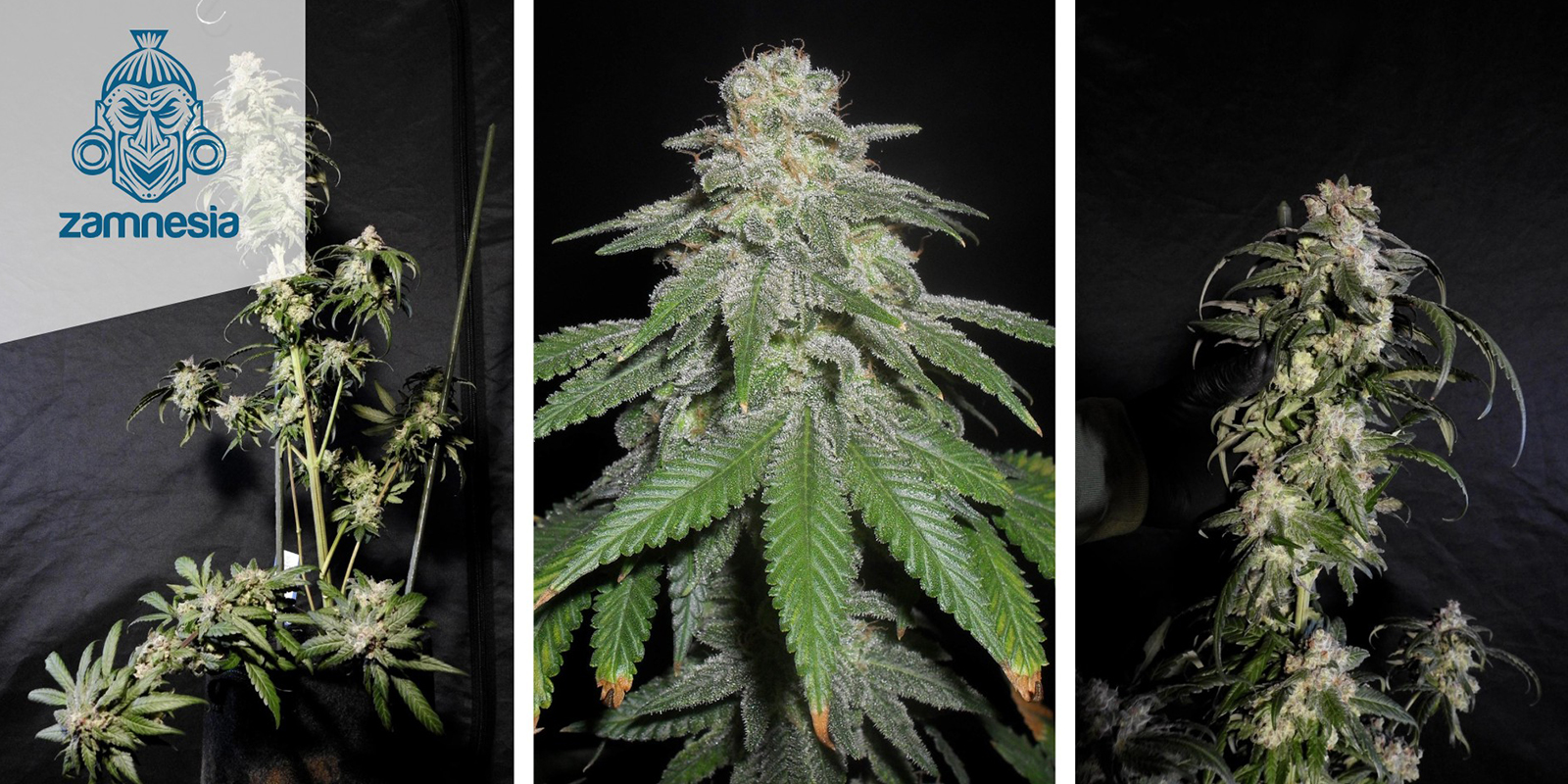 White Widow Feminized (Zamnesia Seeds) feminizovan&aacute;
