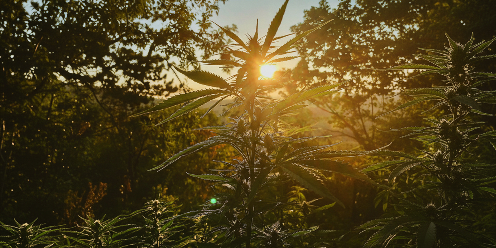 Spolehliv&yacute; odrazov&yacute; můstek pro outdoor pěstov&aacute;n&iacute; v Německu