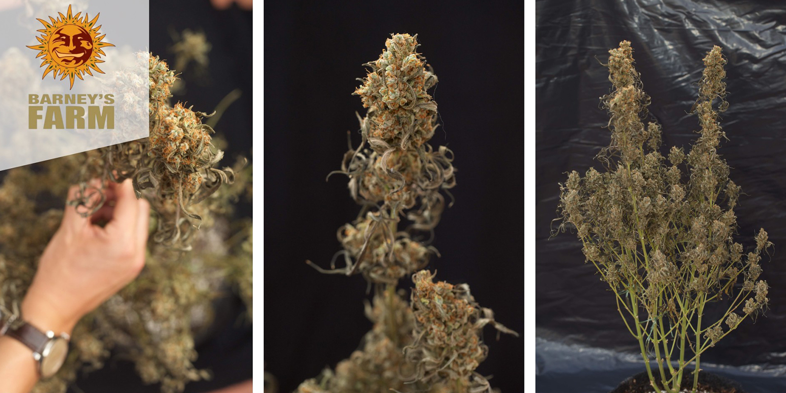 Shiskaberry (Barney&rsquo;s Farm)