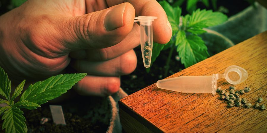 JAK PĚSTOVAT BLUE WIDOW