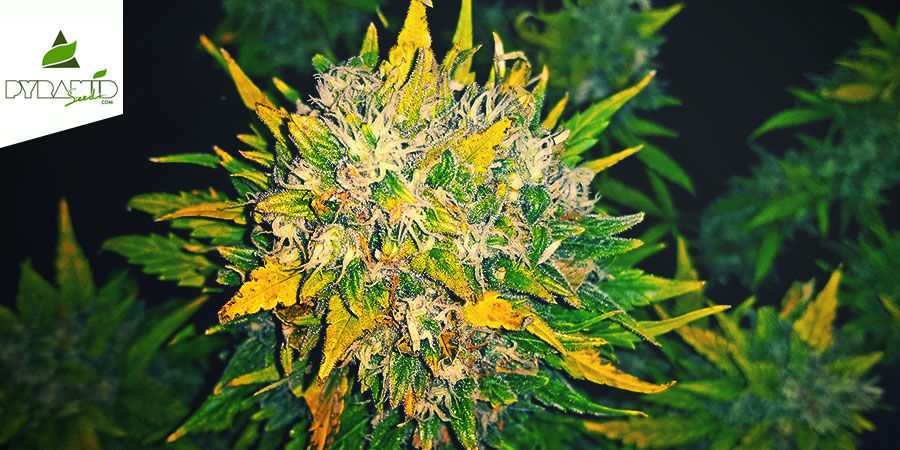 Auto Alpujarre&ntilde;a (Pyramid Seeds) 