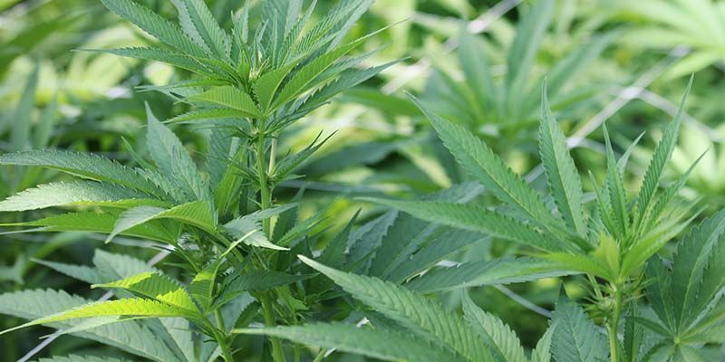 Nejlep&scaron;&iacute; odrůdy s vysok&yacute;m obsahem CBD pro zač&iacute;naj&iacute;c&iacute; pěstitele