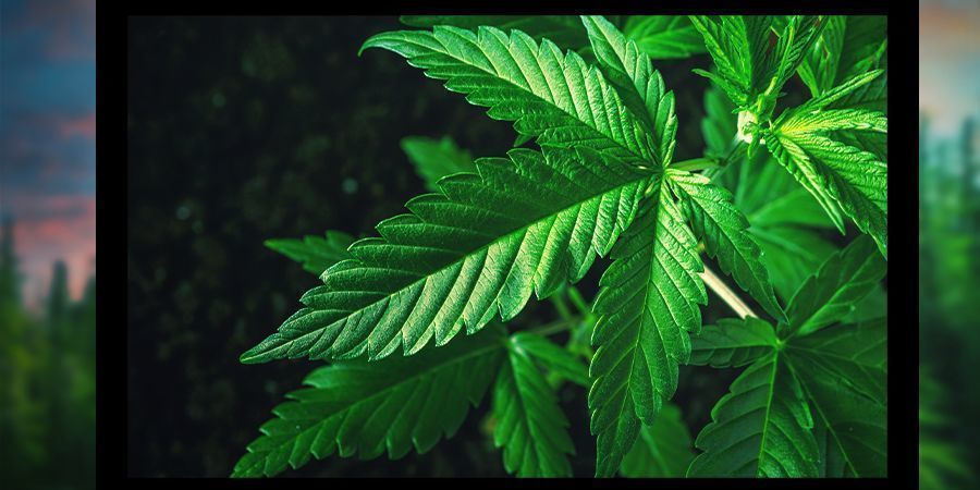 Weby o konopn&eacute; kultuře pro stonery