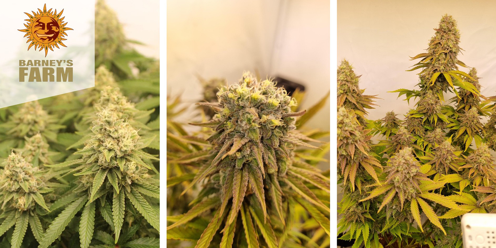 Biscotti (Barney&rsquo;s Farm) feminizovan&aacute;