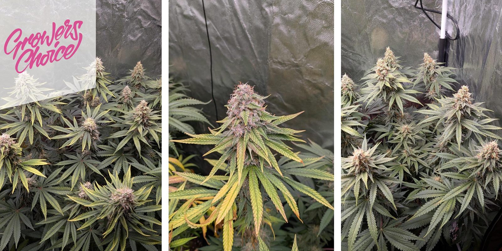 Gelato 41 (Growers Choice) feminizovan&aacute;