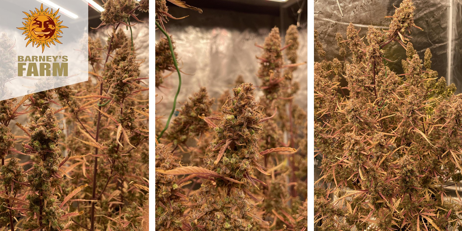 Mimosa x Orange Punch Auto (Barney&rsquo;s Farm) feminized