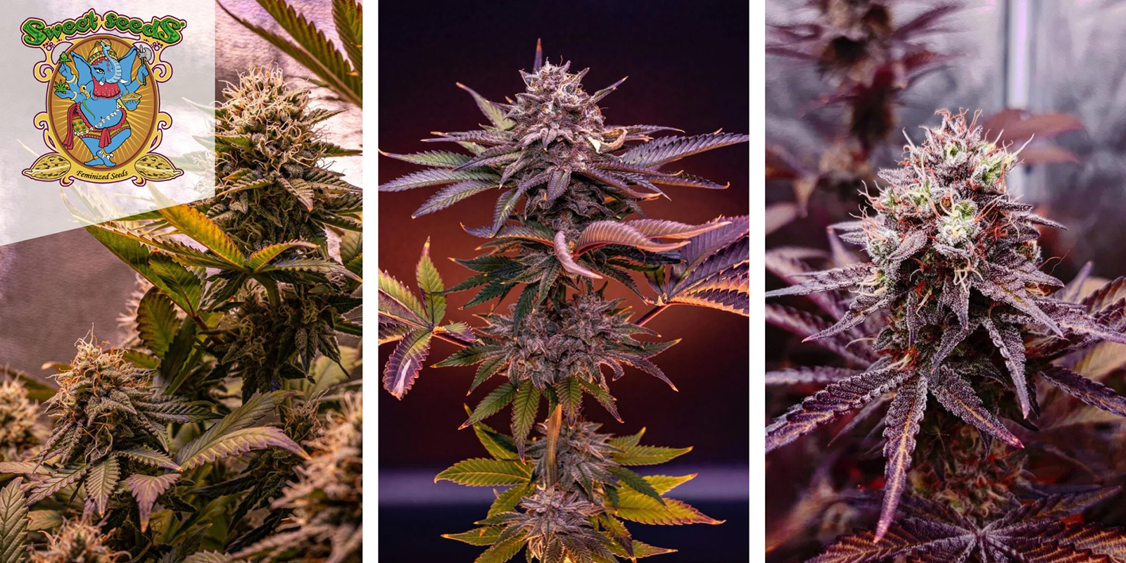 Sweet Mandarine Zkittlez F1 Fast Version (Sweet Seeds) feminizovan&aacute;