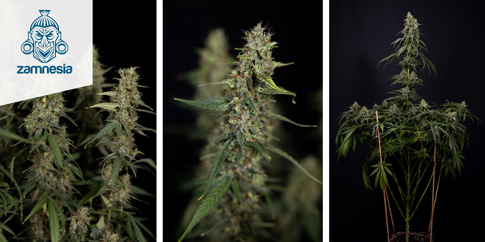 Tropicana Cookies (Zamnesia Seeds) feminized