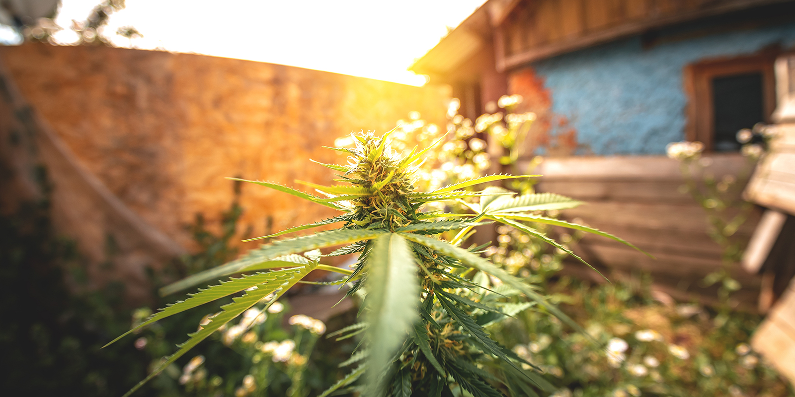 Proč je Nizozemsko ide&aacute;ln&iacute; pro pěstov&aacute;n&iacute; outdoor