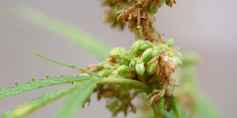 Pokročil&eacute; možnosti pro zku&scaron;en&eacute; growery