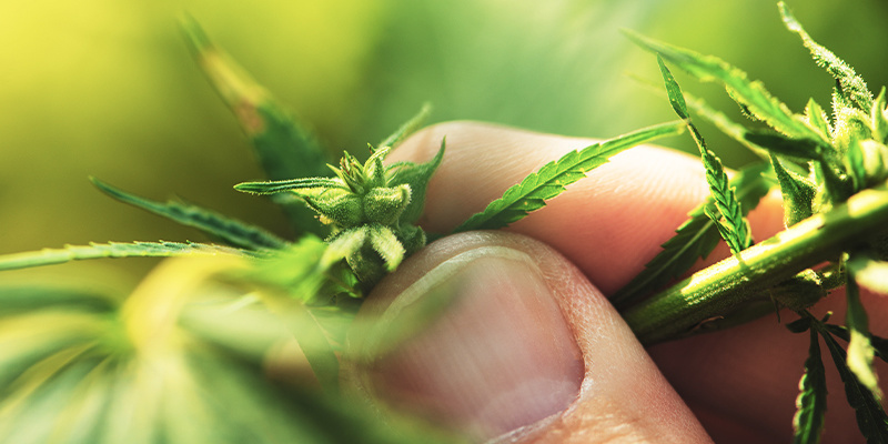 Jak rozpoznat samč&iacute; rostlinu konop&iacute;