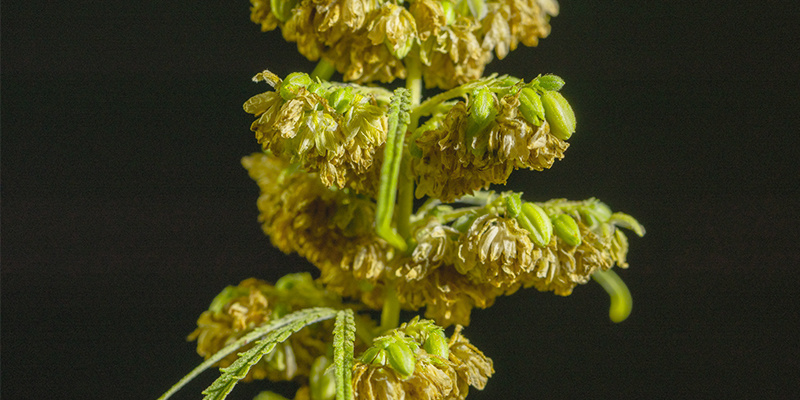 Male weed plants still have plenty of uses